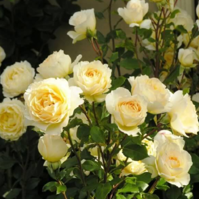 Роза Айриш Хоуп <br>(Irish Hope Rose)