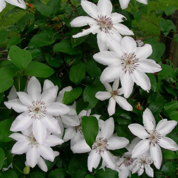 Клематис Жакмана Альба (Jackmanii Alba)