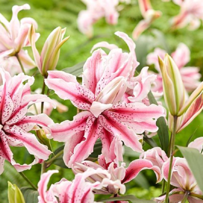 Лилия Мэджик Стар <br>(Lilium magic star)
