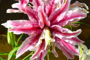 Лилия Мэджик Стар (Lilium magic star) купить саженцы в Новосибирске.