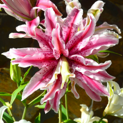 Лилия Мэджик Стар (Lilium magic star) купить саженцы в Новосибирске.