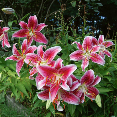 Лилия Мэджик Стар <br>(Lilium magic star)