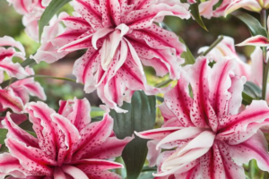 Лилия Мэджик Стар <br>(Lilium magic star)