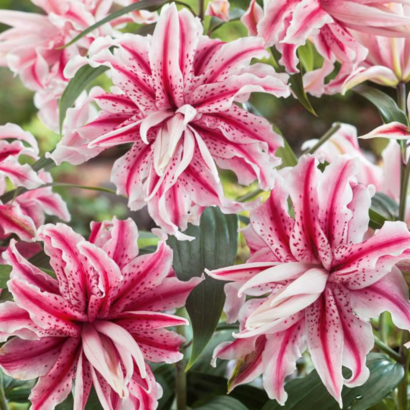Лилия Мэджик Стар <br>(Lilium magic star)