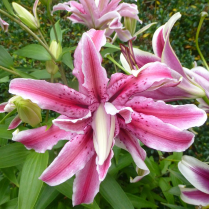 Лилия Мэджик Стар <br>(Lilium magic star)