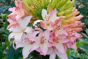 Лилия Марлен (Lilium Marlene) купить саженцы в Новосибирске.