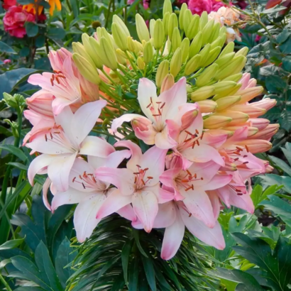 Лилия Марлен (Lilium Marlene) купить саженцы в Новосибирске.