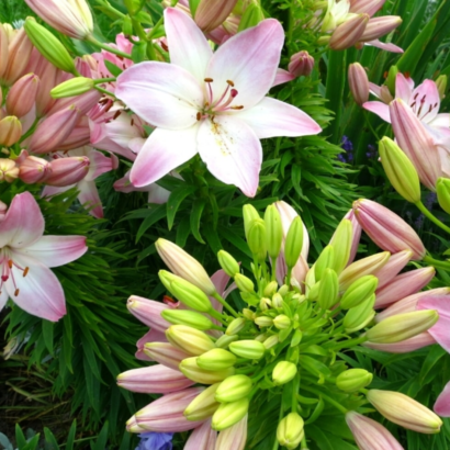 Лилия Марлен <br>(Lilium Marlene)