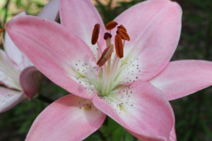 Лилия Марлен <br>(Lilium Marlene)
