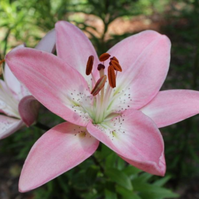 Лилия Марлен <br>(Lilium Marlene)