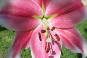 Лилия Пинк Брилиант (Lilium Pink Brilliant) купить саженцы в Новосибирске.