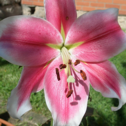 Лилия Пинк Брилиант (Lilium Pink Brilliant) купить саженцы в Новосибирске.