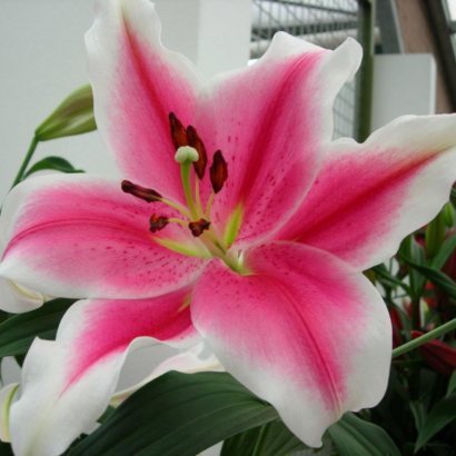 Лилия Пинк Брилиант <br>(Lilium Pink Brilliant)