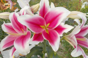 Лилия Пинк Брилиант <br>(Lilium Pink Brilliant)