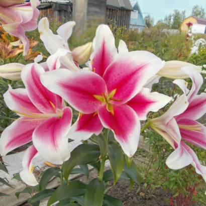 Лилия Пинк Брилиант <br>(Lilium Pink Brilliant)