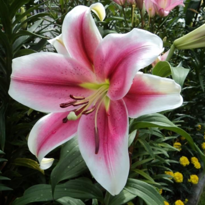 Лилия Пинк Брилиант <br>(Lilium Pink Brilliant)