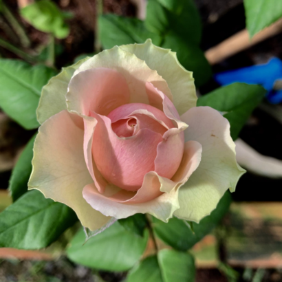 Роза ПитаХайя<br>(Pitahaya Rose)