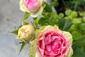 Роза ПитаХайя<br>(Pitahaya Rose)