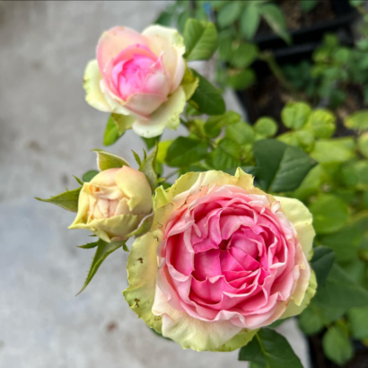 Роза ПитаХайя<br>(Pitahaya Rose)