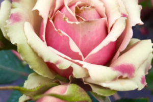 Роза ПитаХайя (Pitahaya Rose) купить саженцы в Новосибирске.