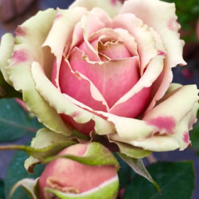 Роза ПитаХайя (Pitahaya Rose) купить саженцы в Новосибирске.