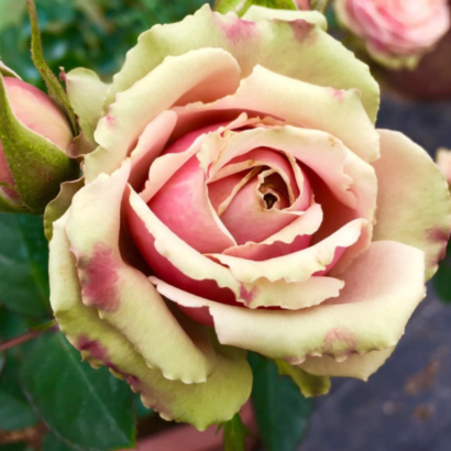 Роза ПитаХайя<br>(Pitahaya Rose)