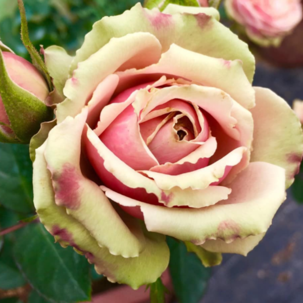 Роза ПитаХайя<br>(Pitahaya Rose)