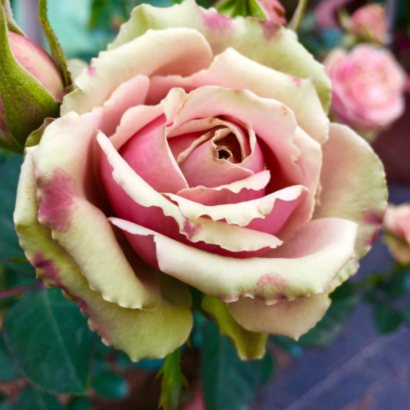 Роза ПитаХайя<br>(Pitahaya Rose)