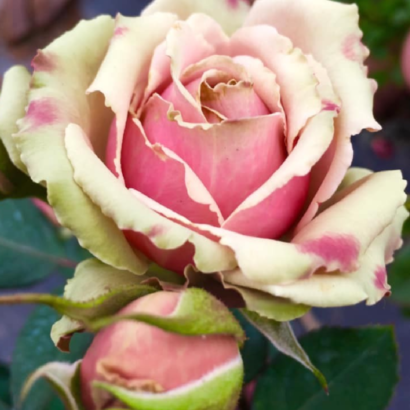 Роза ПитаХайя<br>(Pitahaya Rose)