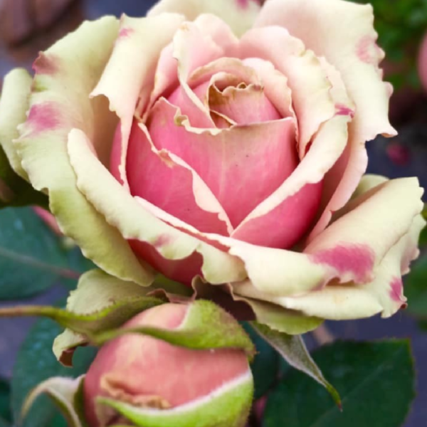 Роза ПитаХайя<br>(Pitahaya Rose)