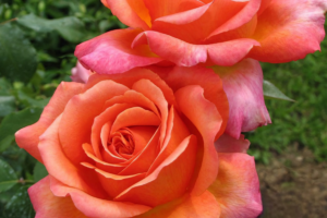 Роза Рене Госсини (Rene Goscinny Rose) купить саженцы в Новосибирске.