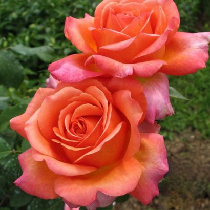 Роза Рене Госсини (Rene Goscinny Rose) купить саженцы в Новосибирске.