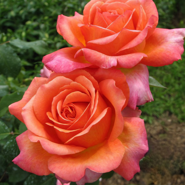 Роза Рене Госсини (Rene Goscinny Rose) купить саженцы в Новосибирске.