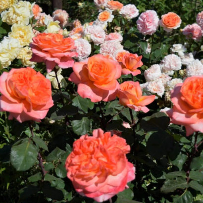 Роза Рене Госсини<br> (Rene Goscinny Rose)