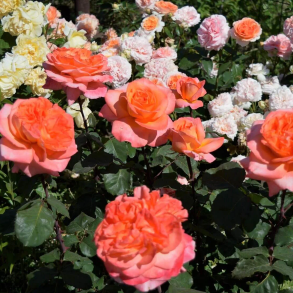 Роза Рене Госсини<br> (Rene Goscinny Rose)