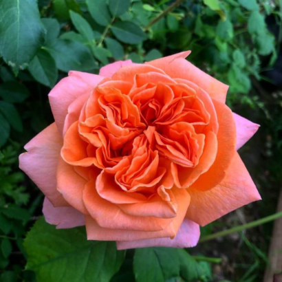 Роза Рене Госсини<br> (Rene Goscinny Rose)