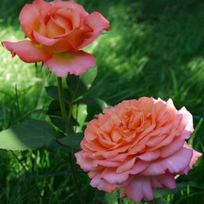 Роза Рене Госсини<br> (Rene Goscinny Rose)