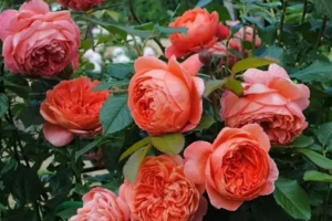 Роза Рене Госсини<br> (Rene Goscinny Rose)