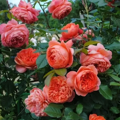Роза Рене Госсини<br> (Rene Goscinny Rose)