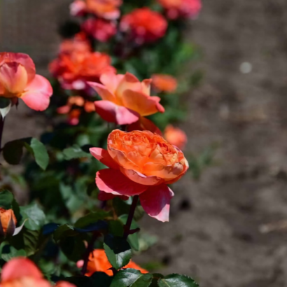 Роза Рене Госсини<br> (Rene Goscinny Rose)