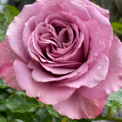 Роза Монмартре (Montmartre Rose) купить саженцы в Новосибирске.