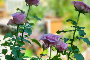 Роза Монмартре (Montmartre Rose) купить саженцы в Новосибирске.