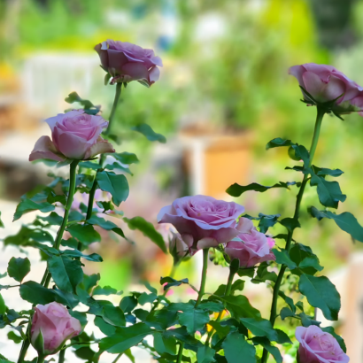 Роза Монмартре (Montmartre Rose) купить саженцы в Новосибирске.