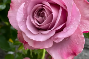Роза Монмартре (Montmartre Rose) купить саженцы в Новосибирске.