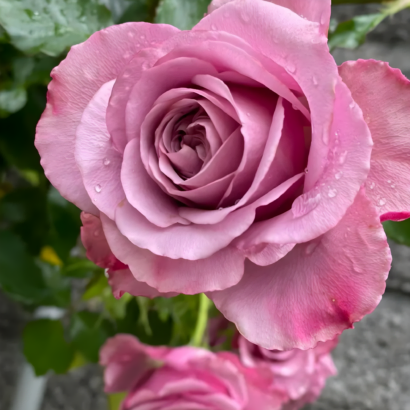 Роза Монмартре (Montmartre Rose) купить саженцы в Новосибирске.