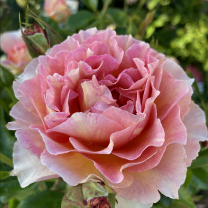 Роза Монмартре <br>(Montmartre Rose)