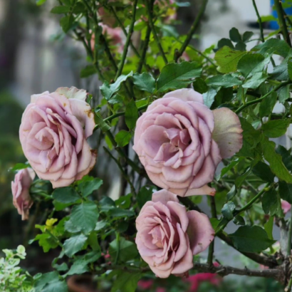 Роза Монмартре <br>(Montmartre Rose)
