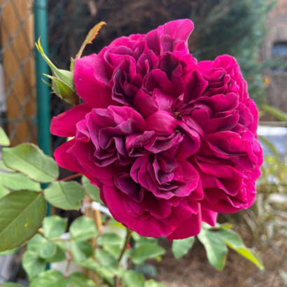 Роза Шекспир <br>(Shakespeare Rose)