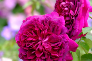 Роза Шекспир (Shakespeare Rose) купить саженцы в Новосибирске.