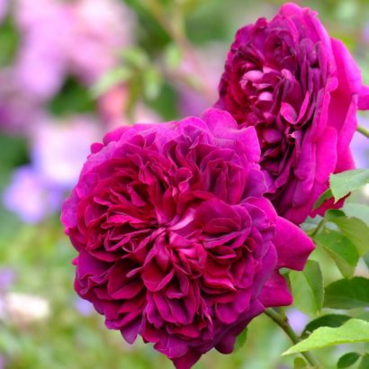 Роза Шекспир (Shakespeare Rose) купить саженцы в Новосибирске.